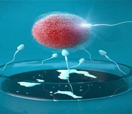 一般试管怀孕多久稳定